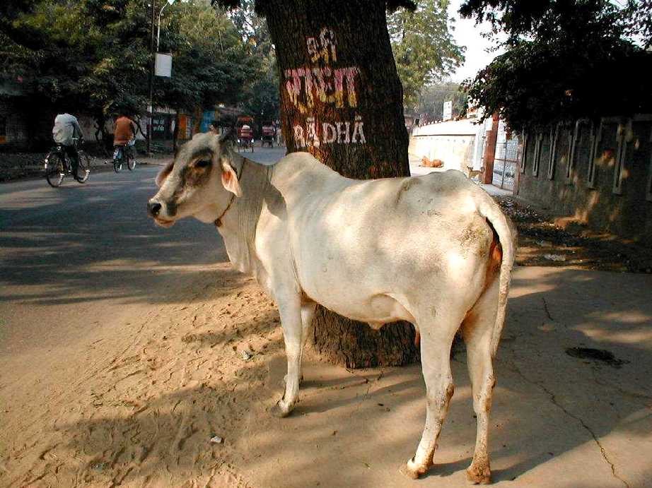 gal/Vrindavan_Dhama/Cow1.jpg