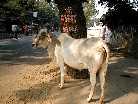 gal/Vrindavan_Dhama/_thb_Cow1.jpg